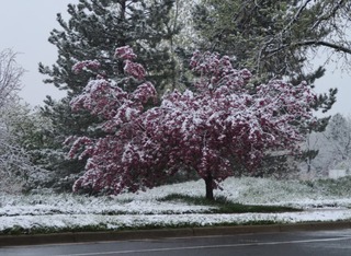 2019-05-09_6985_snow_boulder.jpg