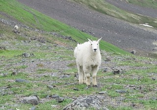 crow_pass_trail_2018-07_1115.jpg