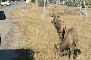elk_estes_park_2016-10_1860.jpg