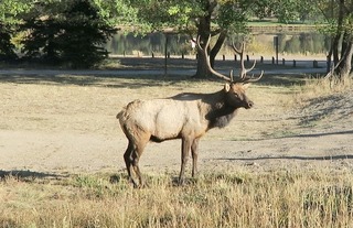 elk_estes_park_2016-10_1863.jpg
