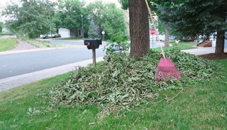 hail_fallen_leaves_2018-06-20_2.jpg