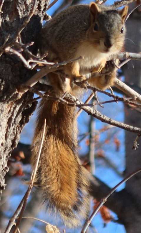 squirrel_boulder_2020-01_1900.jpg