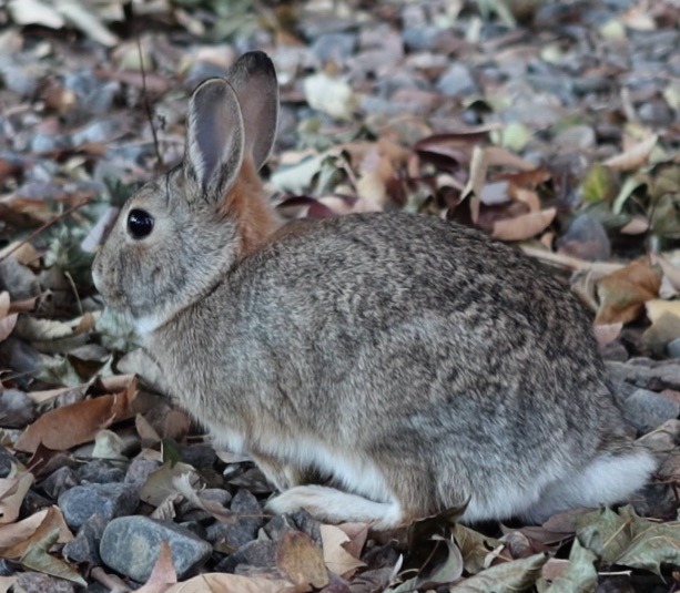 usagi_2019-10_0999.jpg